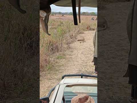 Mikumi National Park Tanzania Nchi Yetu Ina Wanyama Na Mbuga Nzuri Sana