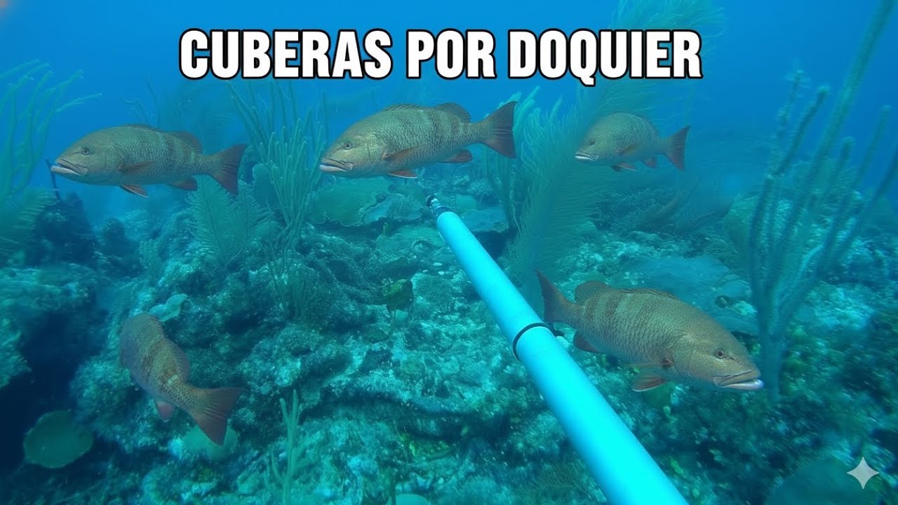 La pesca submarina en la que más cuberas enormes he visto 