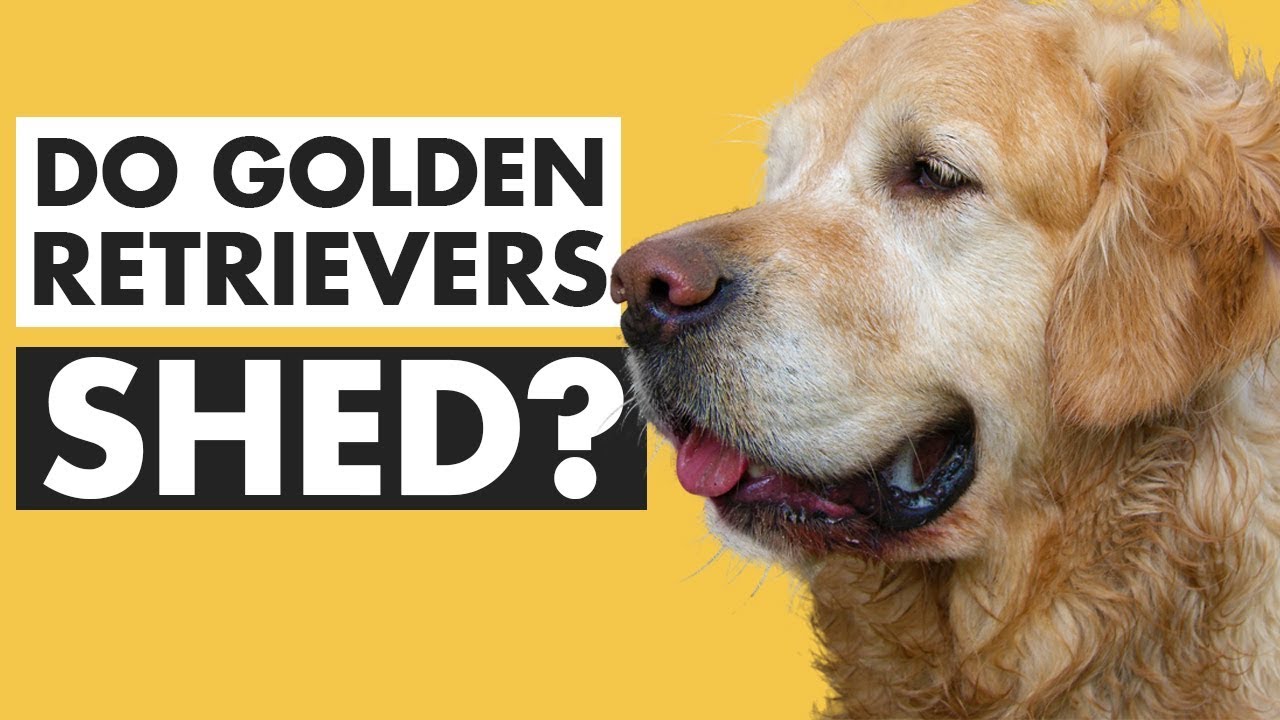 do golden retrievers shed