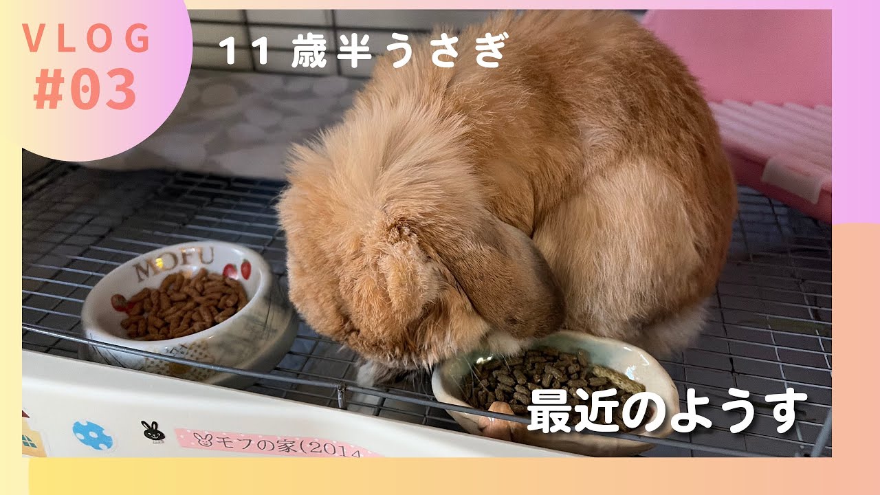 11歳半うさぎの最近のようす／鉄のお薬／お野菜モグモグ／部屋んぽ