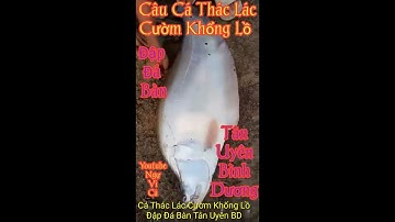 Câu Cá Thác Lác Cườm Khổng Lồ 2021 Tại Đập Đá Bàn Tân Uyên Bình Dương #11 || NVC