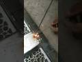 new great method of gap root welding of Indian welder#trending #welding #shorts #stickwelding