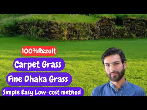 How to grow carpet grass                              Carpet grass Lganay ka triqa