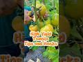 High Yield Tomato Yips And Hacks 2025 Garden Gardendelight Gardenigtip Gardenhacks Gardentips High Yield Tomato Yips And Hacks 2025 Garden Gardendelight Gardenigtip Gardenhacks Gardentips