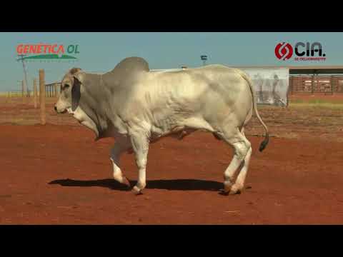 Lote 34 V9061715 - Bateria 7 - Leilão de Touros Genética OL - 2017