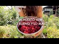 Lo Bueno y lo Malo de mi Huerto | Cosecha, poda y Tomateras Enfermas