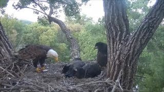 Decorah Eagles Mom Brings A Fish- Eaglets Aren't Hungry