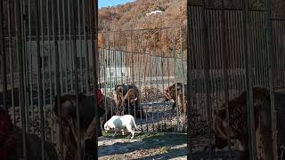 Медвежья ферма "Zoological Center" (Грузия, Тбилиси)