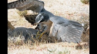 Falconry Goshawk Hunting in Arizona