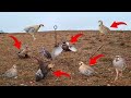 Incredible Bird Catching in Action #MauntainChukarHunting