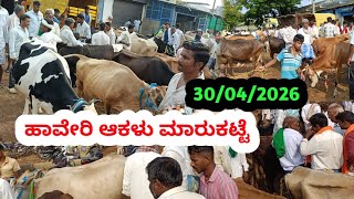 ಹಾವೇರಿ ಆಕಳು ಮಾರುಕಟ್ಟೆ || Haveri Cow Market || ಪ್ರತಿ ಗುರುವಾರ ಬೆಳಿಗ್ಗೆ || #cowmarket 