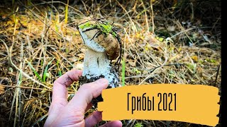 ГРИБНОЙ СЕЗОН ОКОНЧЕН? БЕЛЫЕ ГРИБЫ в НОЯБРЕ!!! Пошли ЗИМНИЕ ГРИБЫ!