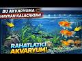 Rahatlatıcı Akvaryum Bu Akvaryuma Hayran Kalacaksınız #akvaryum #dinlendiricimüzik #hobi #huzur