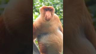 Ring Toss: Primate Edition 🐒 @TheGrumpyMunchkins