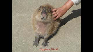 Baby Capybara Likes to Have Her Buttocks Squeezed