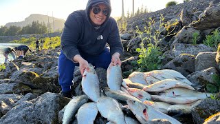 Bonneville Dam Shad Fishing UNBELIEVABLE CATCH What Lures to Use