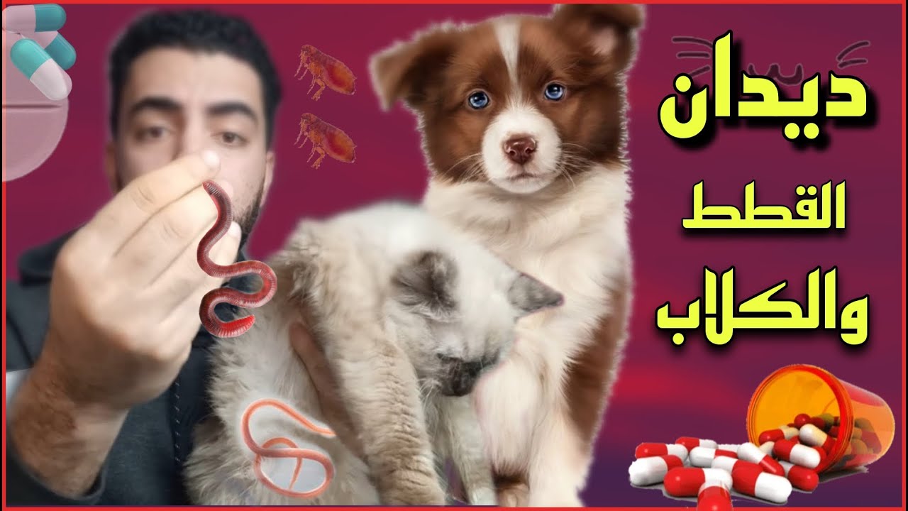 كل المعلومات عن ديدان القطط والكلاب / اعراضها / علاجها / وهل ممكن تعدينا! ؟