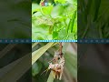 Grasshopper Life Cycle and Metamorphosis