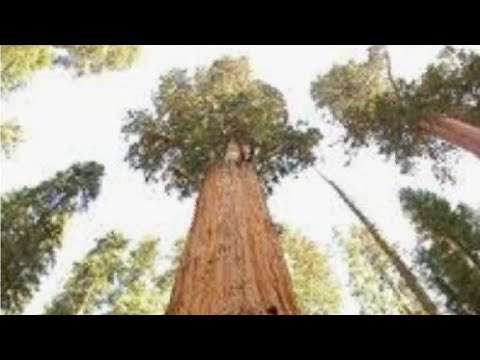 Video: Kako Narediti Drevo življenja