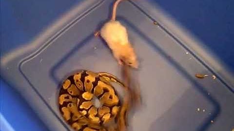 Ball Python Strike on a Small Rat