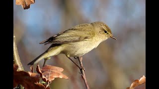 1326. Budníček menší, Common Chiffchaff, Zilpzalp, Tjiftjaf, Zvukové projevy, Zpěv