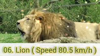 These Are 10 Fastest Animals On This Planet\/Fast Running Animals In The World \/ Quick Animals