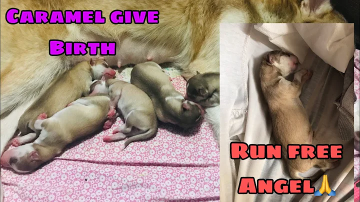 Siberian Husky first time giving birth /CARAMEL ga...