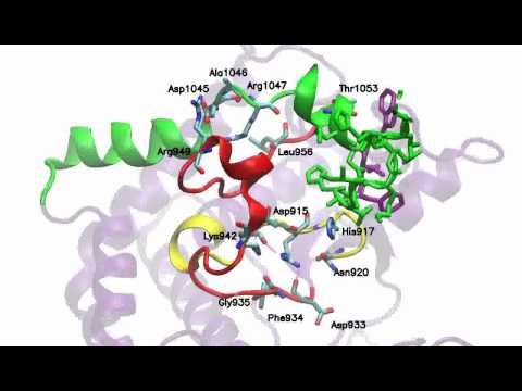 Mutant Hbonds 10fps