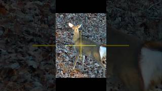 Didn&#39;t go 20! DOE DOWN! Sightmark Wraith Mini 4k 300 Blackout SUBSCRIBE! #shortvideo #shorts #short