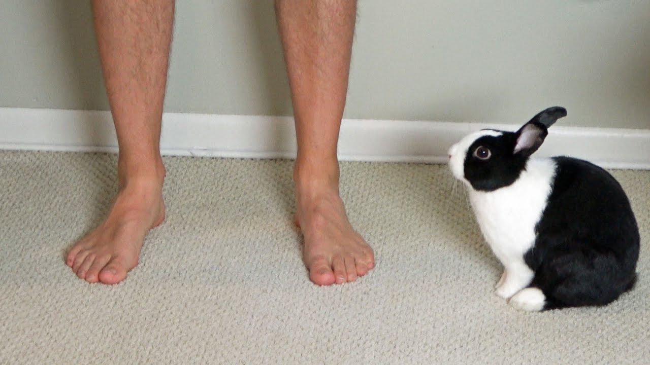 Rabbit Stress School tickling his underbelly and seeing what happens