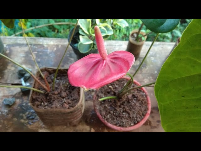 How to grow anthurium plants - YouTube