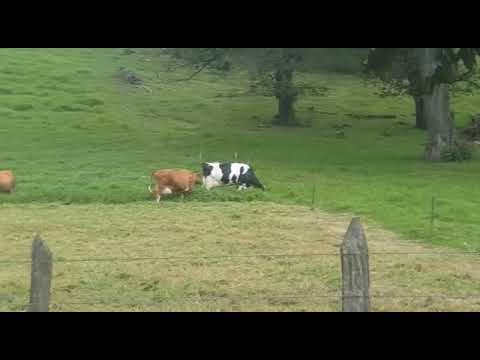 Video: ¿Qué es el pastoreo en franjas?