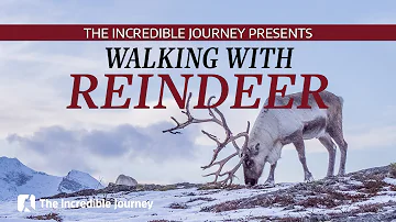 Walking With Reindeer