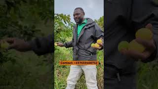 Je Rends Hommage À Ce Goyavier Planté Par Mon Papa Il Ya Plus De 60 Ans