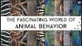 The Fascinating World of Animal Intelligence ile ilgili video