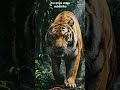 "A powerful tiger walking slowly through a dense jungle, glowing eyes in the dark,