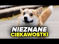 10 NIEZNANYCH faktów o psach!