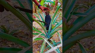 Have You Ever Seen These Fruits Before 🍍 #shorts #fruit #youtubeshorts