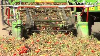 G 8993 Ms 40 Tomato Harvester 型自走式番茄采收机