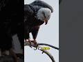 Eagle Facts That Will Blow Your Mind! #shortvideo #eagle #hawk #animals