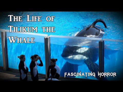 The Life of Tilikum the Whale | A Short Documentary | Fascinating Horror