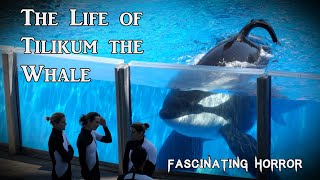 The Life of Tilikum the Whale | A Short Documentary | Fascinating Horror