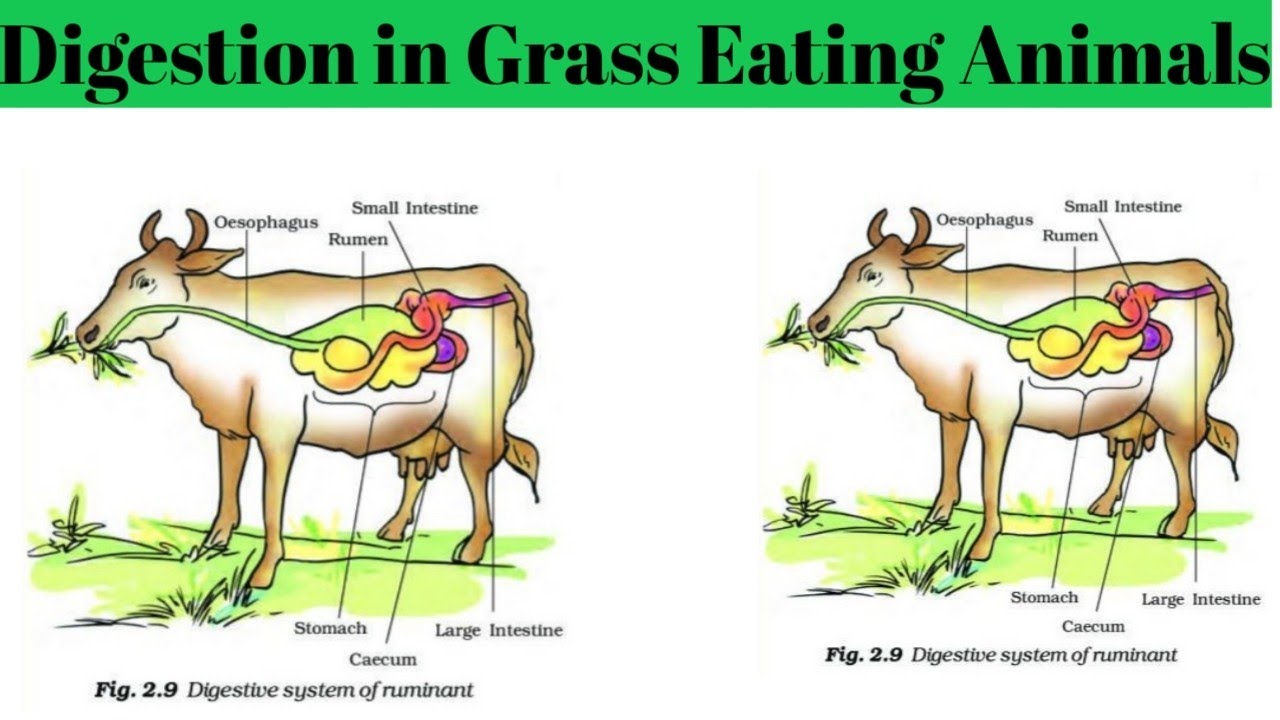 Digestion in animals