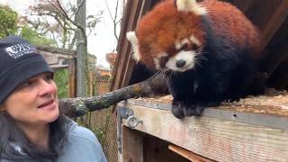 Get Reddie to Meet Moshu the Red Panda