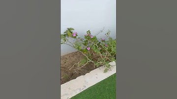 قران كريم تلاوات الصوت جميل جيدا القاري محمد الفقيه #الشيخ_محمد_الفقيه #محمد_الفقيه #سورة_العمران