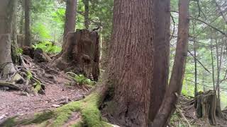 Shannon Falls, Howe Sound and Stawamus Chief (Squamish, BC)