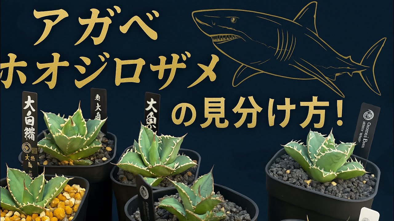 アガベ大白鯊見分け方！ - YouTube