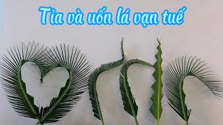 Hướng dẫn uốn và tỉa lá Vạn tuế.