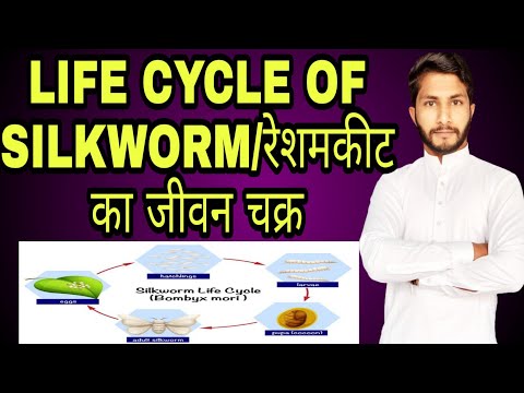 LIFE CYCLE OF SILKWORM || रेशमकीट का जीवन चक्र || BY-AGRI INFO INDIA