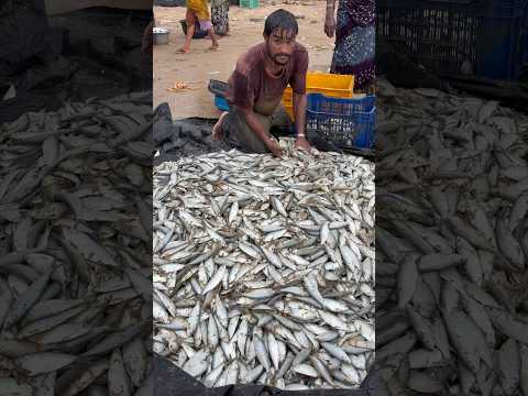 రెండు నెలల తర్వాత వేటకి వెళ్తే చేపలు బాగా మొత్తంలో పడ్డాయి #gangabidda #beach #fish #seafood #fish